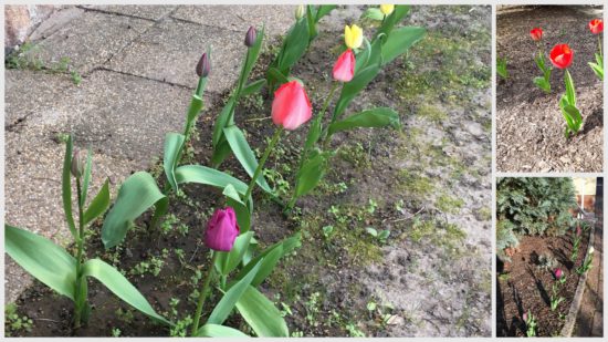 tulipános kollázs